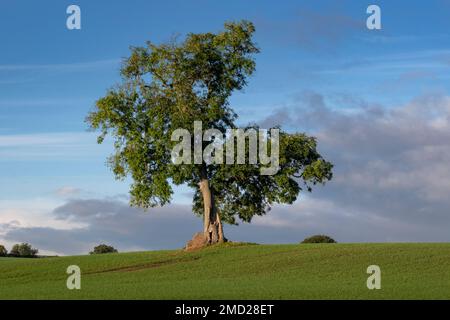 Frêne (Fraxinus excelsior) en été, Wych supérieur, près de Malpas, Cheshire, Angleterre, ROYAUME-UNI Banque D'Images