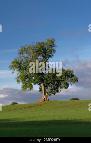 Frêne (Fraxinus excelsior) en été, Wych supérieur, près de Malpas, Cheshire, Angleterre, ROYAUME-UNI Banque D'Images