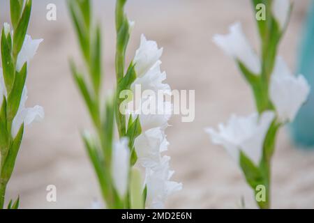 fleurs en l'honneur d'iemanja, lors d'une fête à la plage de copacabana. Banque D'Images