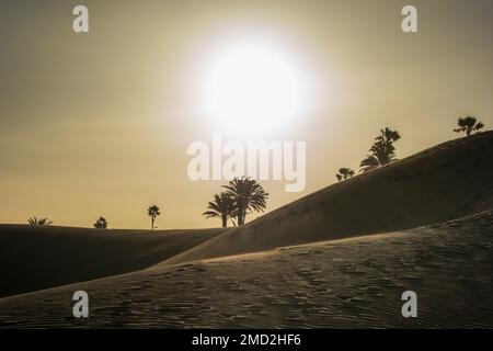 Vue sur le paysage du désert de sable avec palmiers au coucher du soleil Banque D'Images