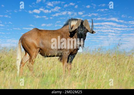 Un wildebeest noir (Connochaetes gnou) debout dans les prairies, parc national de Mountain Zebra, Afrique du Sud Banque D'Images