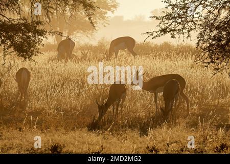 Le Springbok (Antidorcas marsupialis) antilopes au lever du soleil, désert du Kalahari, Afrique du Sud Banque D'Images