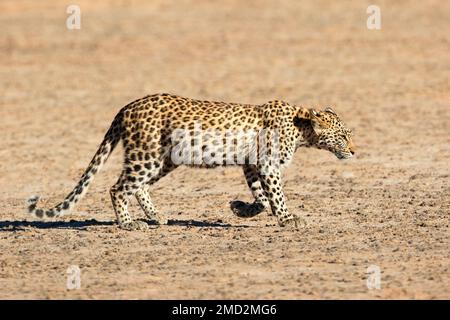 Un jeune léopard (Panthera pardus) marchant, désert de Kalahari, Afrique du Sud Banque D'Images