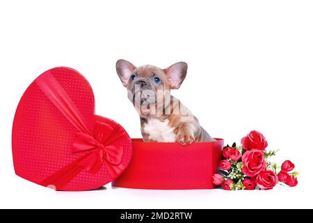 Adorable chien Bulldog français chiot en boîte cadeau de la Saint-Valentin en forme de coeur rouge avec roses sur fond blanc Banque D'Images