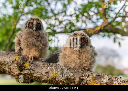 Poussins de hibou à longues oreilles (ASIO otus) perchés sur une branche dans un verger au printemps. Alsace, France. Banque D'Images