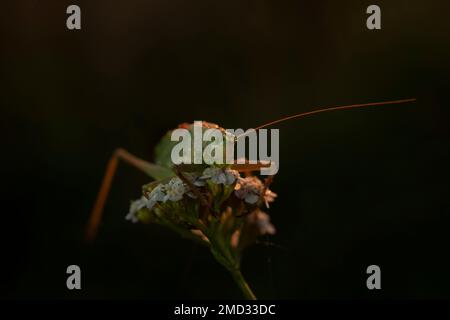 Une sauterelle dort sur une fleur de milfoil à l'aube, dans la région de Moscou, en Russie Banque D'Images