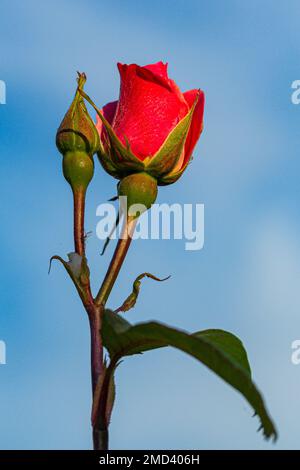 Une rose rouge et un bourgeon fleuris contre un ciel bleu dans le comté de Dorset, au Royaume-Uni Banque D'Images