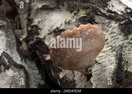 Champignon champignon poussant sur le bouleau argenté mort Banque D'Images