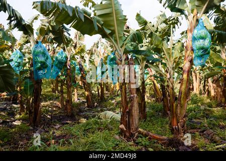 La plantation de bananes située sur l'île de la Martinique. Antilles françaises. Banque D'Images