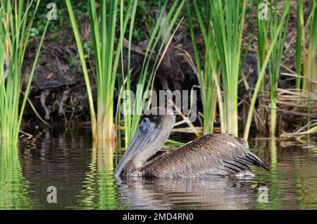 Profil d'un pélican brun immature flottant sur l'eau de Frog Creek dans le parc national de préservation Tera CEIA, Floride, États-Unis Banque D'Images