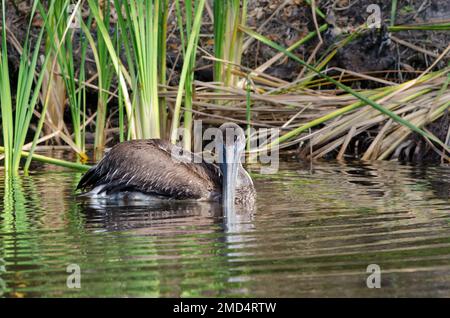 Un pélican brun immature flottant sur l'eau en regardant la caméra sur Frog Creek dans le parc national de réserve de Tera CEIA, Floride, États-Unis Banque D'Images