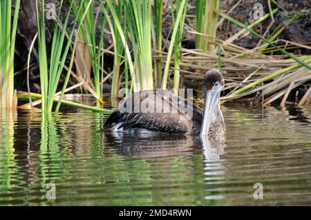 Un pélican brun immature flottant sur l'eau avec la tête tournée vers la caméra sur Frog Creek dans le parc national de réserve de Tera CEIA, Floride, États-Unis Banque D'Images