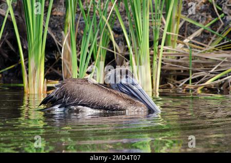 Un pélican brun immature flottant sur l'eau avec sa tête vers le bas sur Frog Creek dans le parc national de réserve de Tera CEIA, Floride, États-Unis Banque D'Images