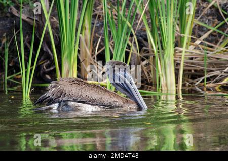 Un pélican brun immature flottant sur l'eau avec sa tête vers le haut sur Frog Creek dans le parc national de réserve de Tera CEIA, Floride, États-Unis Banque D'Images