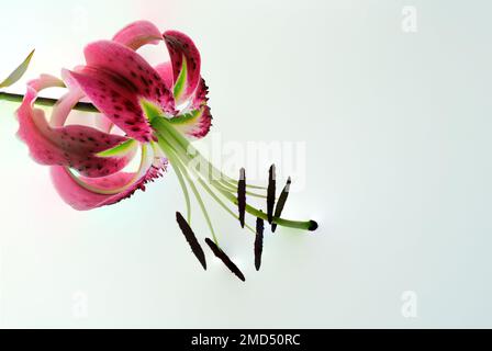 Lilium Black Beauty, représentant les Lilies Orienpet, également appelés hybrides OT. Il s'agit de croisements interspécifiques entre les lilies orientales et les nénuphars. Banque D'Images