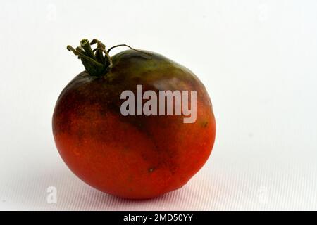 Tige de plante de tomate affectée par le Blight tardif - Phytophthora infestans. Des taches noires ou violettes s'étendent des feuilles aux tiges remarquablement rapidement Banque D'Images