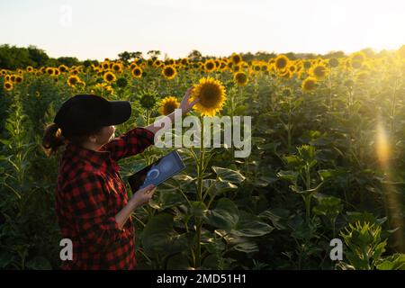 Femme agriculteur avec une tablette numérique au champ de tournesol au coucher du soleil . Agriculture intelligente et agriculture de précision Banque D'Images