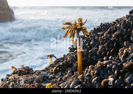 L'algue de palmier de mer (Postelsia palmaeformis) une forme de varech pousse sur la côte rocheuse de l'océan pacifique en Californie, aux États-Unis. Banque D'Images