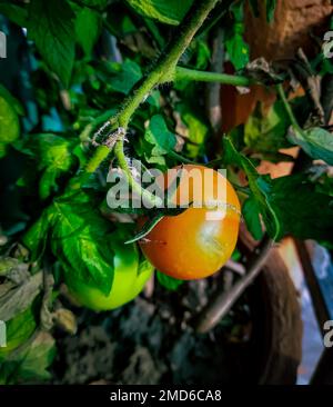 Gros plan de jeunes tomates cerises cultivées dans une casserole Banque D'Images