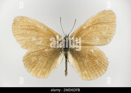 Le ringlet commun, Coenonympha tullia, (famille des Satyrinae), un papillon. Côté inférieur d'un spécimen de 50 ans provenant du prélèvement de papillons. Banque D'Images