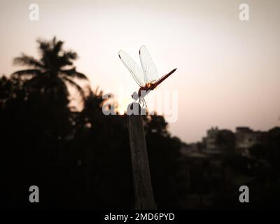 Un gros plan d'une libellule (Anisoptera) reposant sur un bâton de bois pendant un coucher de soleil Banque D'Images