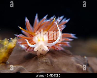 Pèlerin hervia - Cratena peregrina de Chypre Banque D'Images