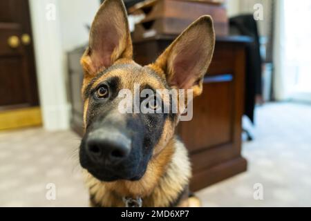 Reportage : le commandant du chien de Biden visite le bureau ovale extérieur, jeudi, 20 janvier 2022, à la Maison Blanche Banque D'Images