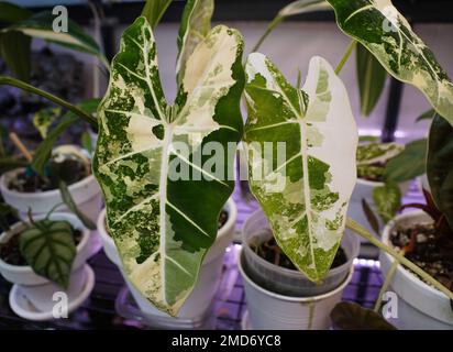 De belles feuilles blanches et vertes marbrées d'Alocasia Frydek variegated, une plante tropicale populaire Banque D'Images