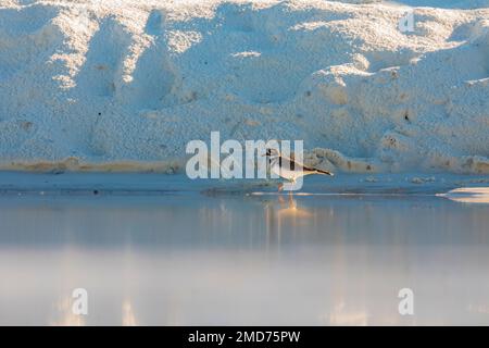 Killdeer, Charadrius vociferus, se trouvant le long d'un étang à côté d'une dune de gypse dans le parc national de White Sands, Nouveau-Mexique, États-Unis Banque D'Images