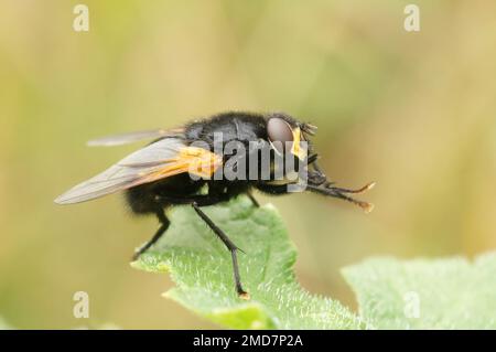 Gros plan détaillé sur une mouche noire et orange de Noonday, Mesembrina meridiana assis sur une feuille verte Banque D'Images