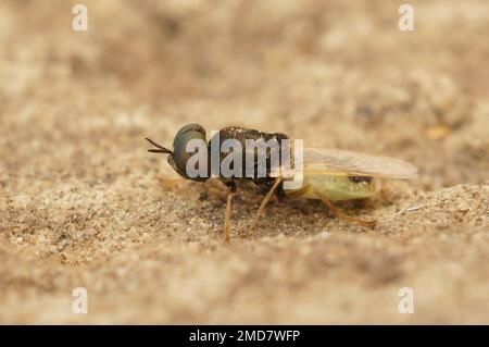 Gros plan détaillé sur une mouche Centurion de taille moyenne, la ColonelOplodontha viridula verte commune assise sur une pierre Banque D'Images