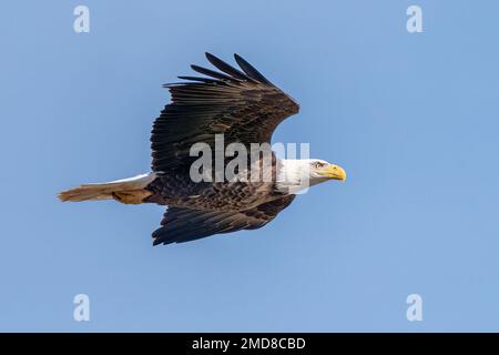 Un aigle à tête blanche américain survolant la rivière Haw. Banque D'Images