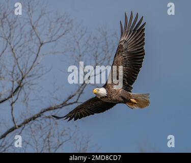 Un aigle à tête blanche américain survolant la rivière Haw. Banque D'Images