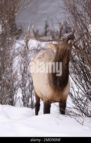 Nourriture des wapitis sur Willows, Yellowstone Banque D'Images