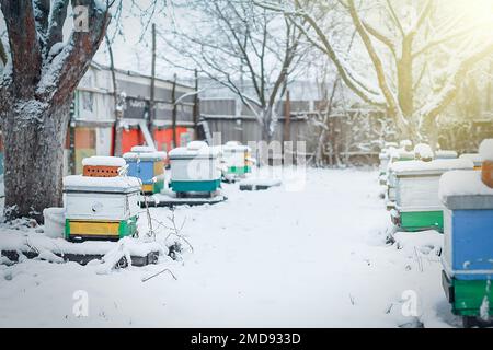 Des ruches colorées sur l'apiaire en hiver se tiennent dans la neige parmi les arbres enneigés. Ruches dans un rucher couvertes de neige en hiver à l'aube ou au coucher du soleil givré Banque D'Images