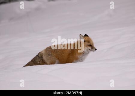 Renard rouge debout dans la neige, Yellowstone Banque D'Images