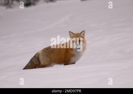 Renard rouge debout dans la neige, Yellowstone Banque D'Images