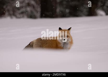 Renard rouge debout dans la neige, Yellowstone Banque D'Images