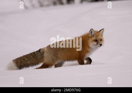 Red Fox marchant dans la neige, Yellowstone Banque D'Images