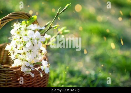 Panier avec branches de cerisiers en fleurs blanches sur un pré vert vif, espace copie. 8 mars ou Saint Valentin Banque D'Images