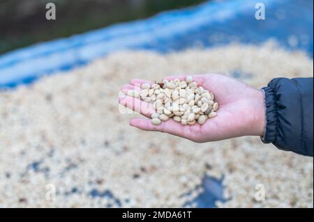 Les agriculteurs trient les grains de café frais et pourris avant des sécher. processus traditionnel de préparation du café. La production de café, le soleil naturel sec du processus de miel Banque D'Images