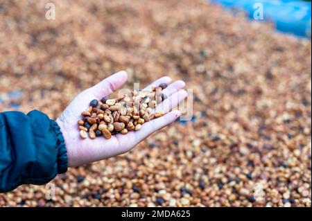 Les agriculteurs trient les grains de café frais et pourris avant des sécher. processus traditionnel de préparation du café. La production de café, le soleil naturel sec du processus de miel Banque D'Images