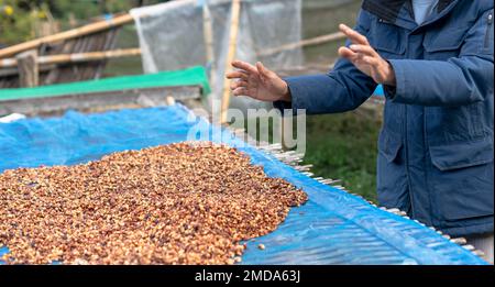 Les agriculteurs trient les grains de café frais et pourris avant des sécher. processus traditionnel de préparation du café. La production de café, le soleil naturel sec du processus de miel Banque D'Images