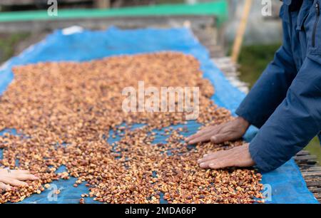 Les agriculteurs trient les grains de café frais et pourris avant des sécher. processus traditionnel de préparation du café. La production de café, le soleil naturel sec du processus de miel Banque D'Images