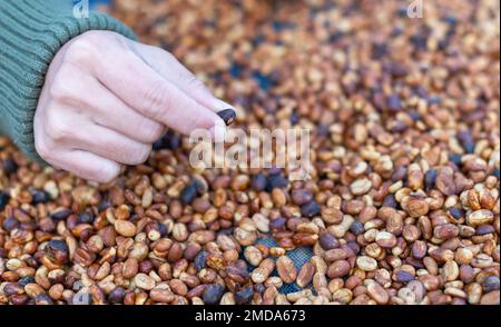 Les agriculteurs trient les grains de café frais et pourris avant des sécher. processus traditionnel de préparation du café. La production de café, le soleil naturel sec du processus de miel Banque D'Images