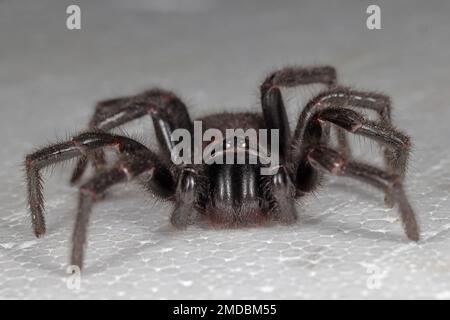 Sydney Funnel Web Spider très venimeux Banque D'Images