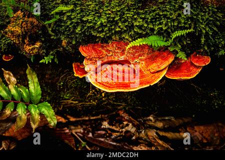 Un gros champignon orange vif qui pousse dans les forêts tropicales nuageuses du Costa Rica. Sortir d'un arbre mort sur le sol. Banque D'Images