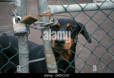 CHIEN DE GARDE DOBERMAN À LA PORTE VERROUILLÉE. Banque D'Images