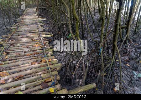 pont en bois au milieu de la plage de mangrove dans le paysage de la nature Banque D'Images