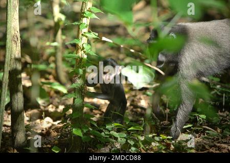 Une progéniture de macaque à craché noir de Sulawesi (Macaca nigra) est debout sur le sol de la forêt tandis qu'une femelle adulte observe de près pendant une période de sevrage dans la réserve naturelle de Tangkoko, au nord de Sulawesi, en Indonésie. Les interactions entre les facteurs écologiques et sociaux ont un effet significatif sur la survie des sources de crattes de macaques, selon un document de recherche réalisé par des scientifiques du projet Macaca Nigra. L'un des principaux facteurs sociaux est le nombre de femmes dans le groupe. « Les groupes de macaques à crête avec plus de femelles adultes sont mieux en mesure de défendre les ressources contre d'autres groupes, » Banque D'Images